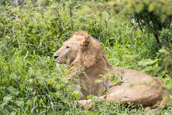 Kruger National Park Leão Macho Deitado Exuberante Crescimento Verão — Fotografia de Stock