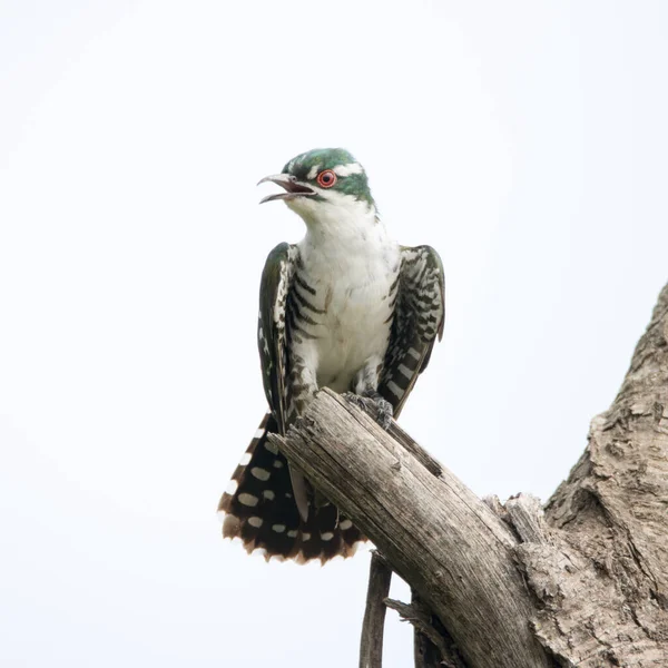 Εθνικό Πάρκο Kruger Πορτραίτο Κούκου Diderick — Φωτογραφία Αρχείου