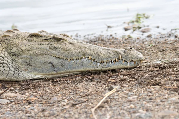 クルーガー国立公園 歯を示すワニの頭の閉鎖 — ストック写真