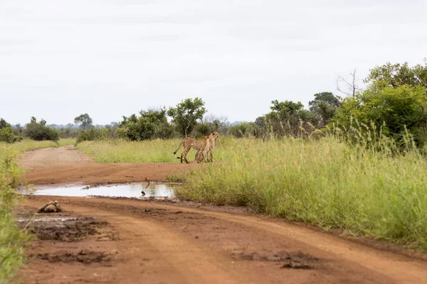 Nationaal Park Kruger Gebroeders Cheetah — Stockfoto