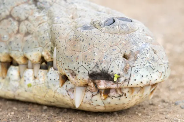 クルーガー国立公園 ナイル川のワニの頭と鼻の先 — ストック写真