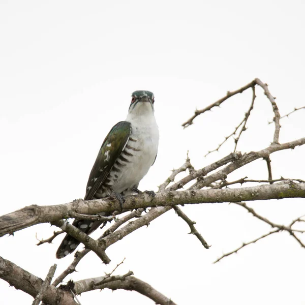 Park Narodowy Kruger Kukułka Didericka — Zdjęcie stockowe