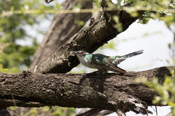 Національний Парк Крюгер Diderick Cuckoo — стокове фото