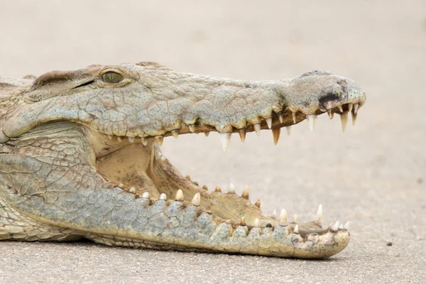 Kruger Nationalpark Krokodil Stockbild
