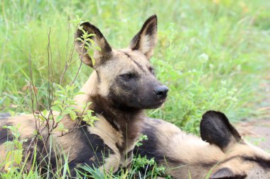 Kruger Ulusal Parkı: Vahşi köpek