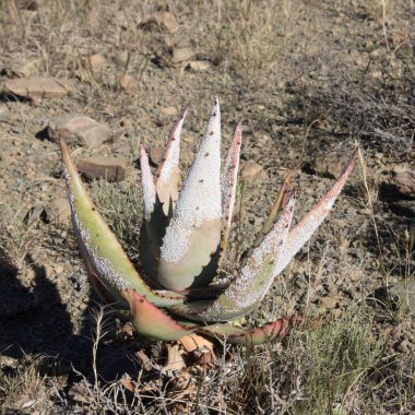 Vadideki bir aloe ferox muhtemelen yapraklardaki hastalık ya da beyaz parazitten kaynaklı aşırı sersemlemeyi gösteriyor..