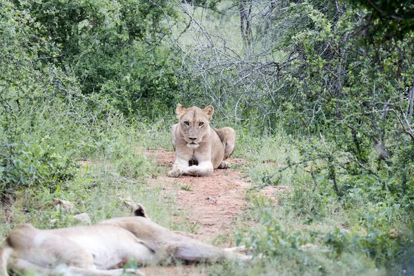 Kruger National Park Lioness Portrait — Stock Photo, Image