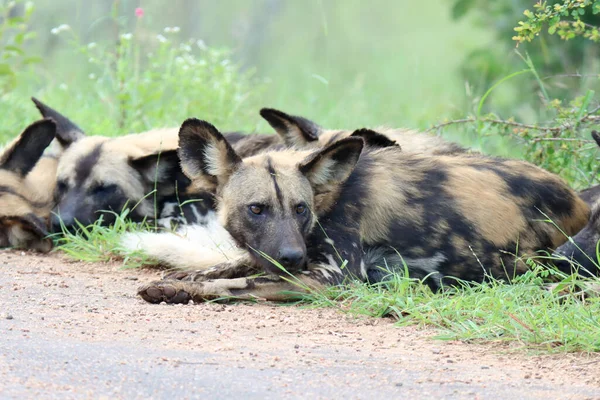 Kruger National Park Roedel Wilde Honden Rust — Stockfoto
