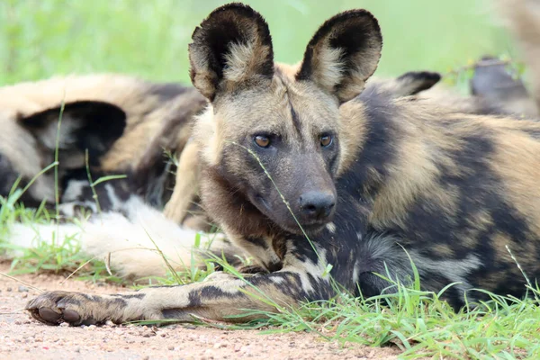 Kruger National Park Branco Cani Selvatici Riposo — Foto Stock