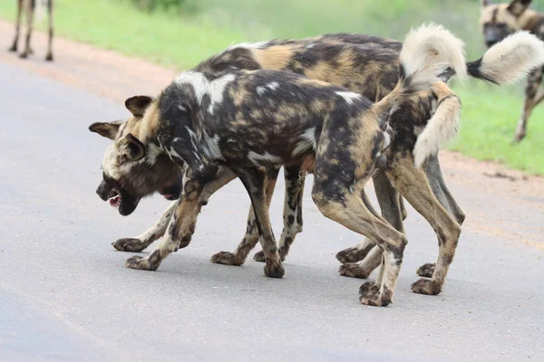 Kruger National Park Roedel Wilde Honden Bonding Door Wederzijdse Likken — Stockfoto