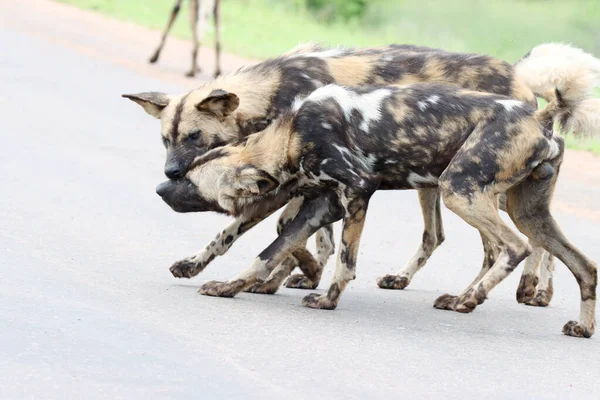 Kruger National Park Roedel Wilde Honden Bonding Door Wederzijdse Likken — Stockfoto