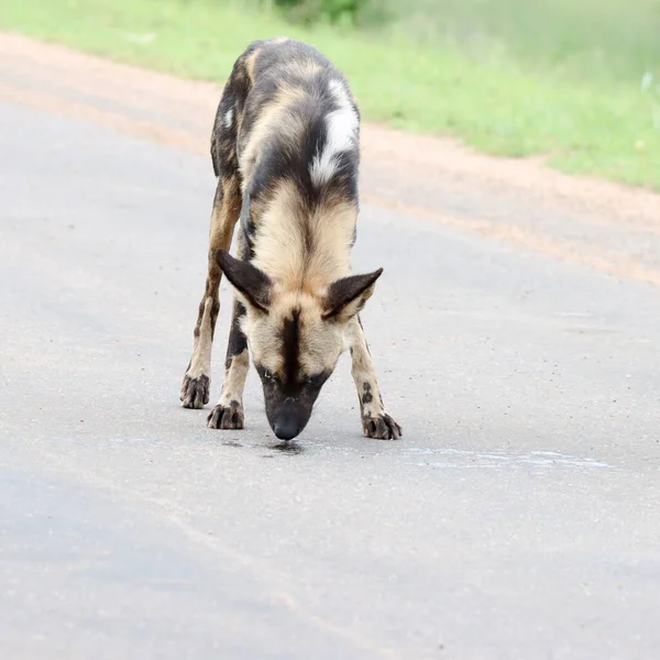 Kruger National Park Wilde Hond Wandelen Wegblokkades — Stockfoto