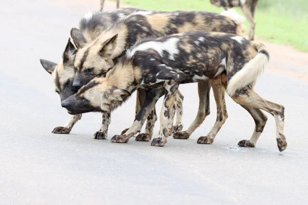 Kruger National Park Roedel Wilde Honden Bonding Door Wederzijdse Likken — Stockfoto