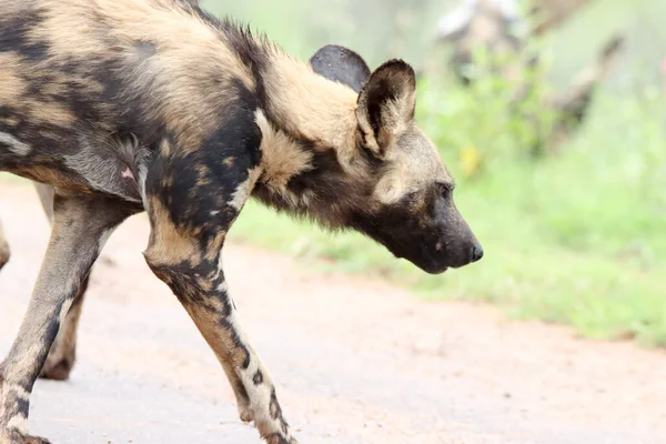 Nationaal Park Kruger Wilde Hond — Stockfoto