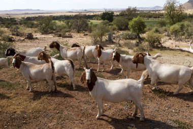 Bu dayanıklı keçi türü, Boerkeçi, zor koşullara dayanabilir.