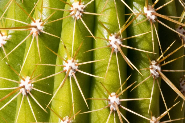 Extremo Close Dos Espinhos Pele Uma Planta Cacto — Fotografia de Stock