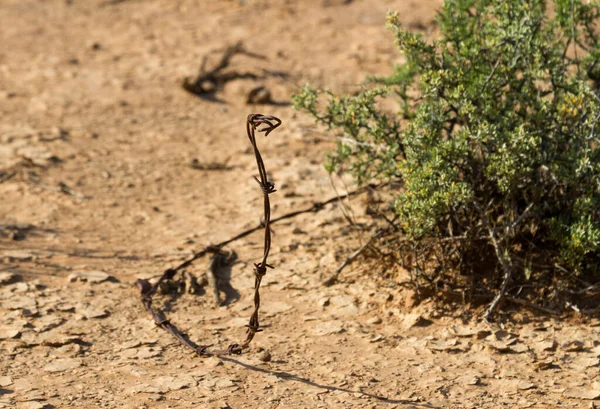 Bobina Filo Serpente Nel Veldt Del Sud Africa Una Fattoria — Foto Stock