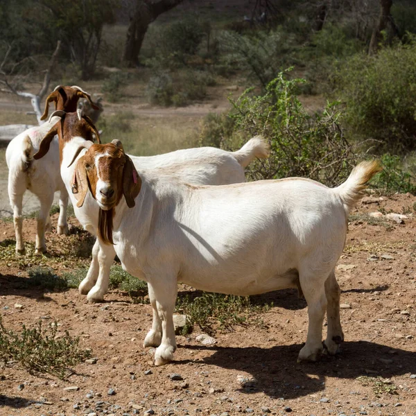 Ten Wytrzymały Gatunek Kozy Kozioł Boergoat Zdolny Wytrzymać Ciężkie Warunki — Zdjęcie stockowe