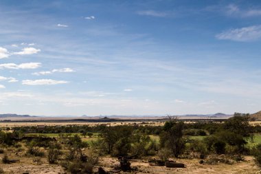 Büyük Karoo, Güney Afrika 'da Koffiebus ve Teebus manzarası