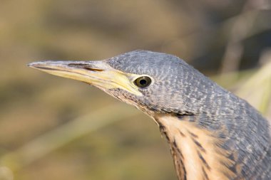 Kruger Ulusal Parkı, Güney Afrika: Bölge Kuşları: Cüce Bittern
