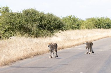 Kruger Ulusal Parkı, Güney Afrika: Çita Acinonyx Jubatus