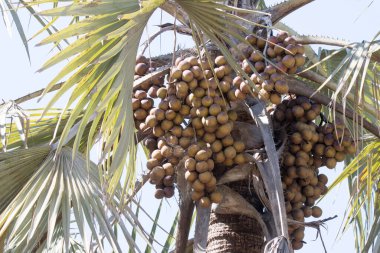 Kruger Ulusal Parkı: lala palmiyesi, Hyphaene coriacea
