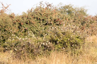 Kruger Ulusal Parkı, Güney Afrika: queleas