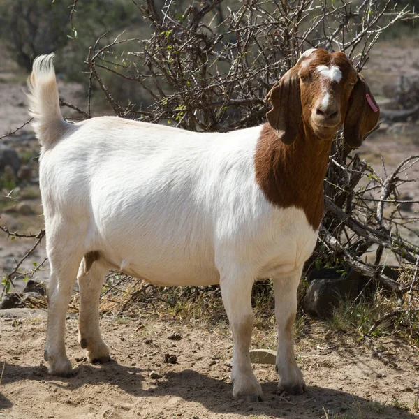 Szívós Kecske Boergoat Képes Elviselni Kemény Körülmények Között — Stock Fotó