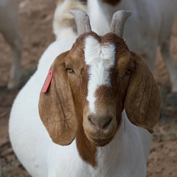 Ten Houževnatý Druh Koz Boergoat Který Snese Drsné Podmínky — Stock fotografie