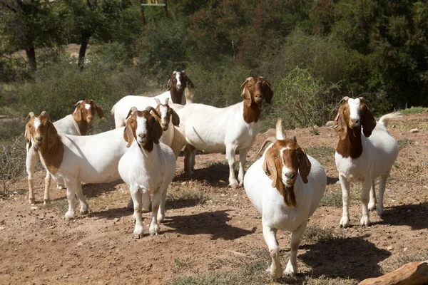 Ten Wytrzymały Gatunek Kozy Kozioł Boergoat Zdolny Wytrzymać Ciężkie Warunki — Zdjęcie stockowe