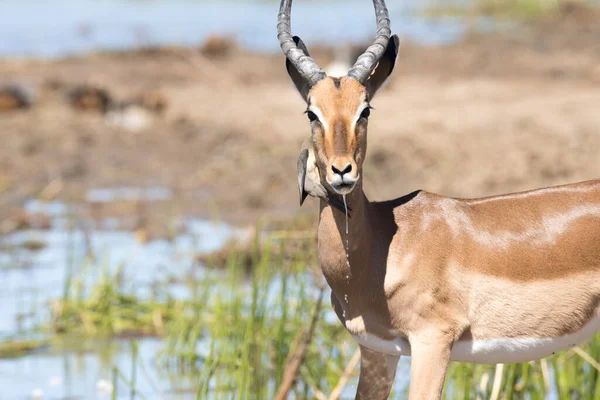 Kruger National Park África Sul Impala Aepyceros Melampus — Fotografia de Stock