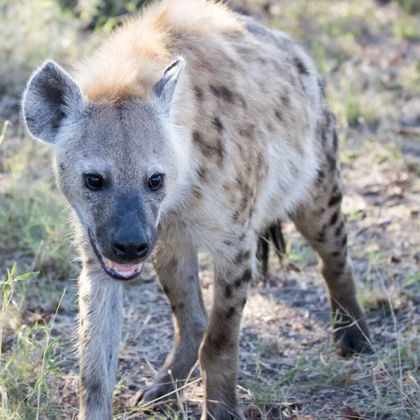 Parque Nacional Kruger Sudáfrica Hiena Depredador Ápice — Foto de Stock