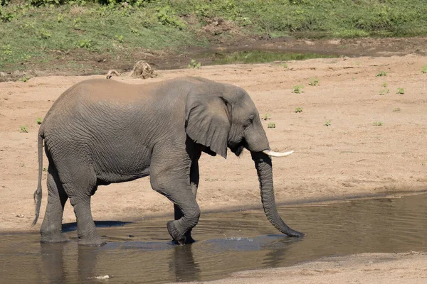 Parque Nacional Kruger Elefante — Foto de Stock