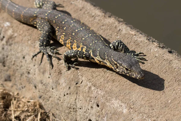 Parque Nacional Kruger Monitor Água Leguaan Varanus Niloticus — Fotografia de Stock