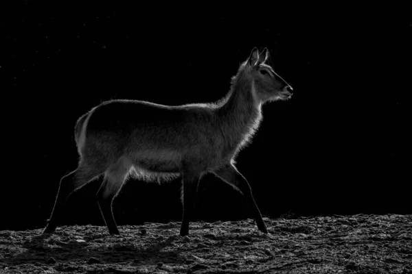 Kruger National Park Zuid Afrika Waterbok — Stockfoto