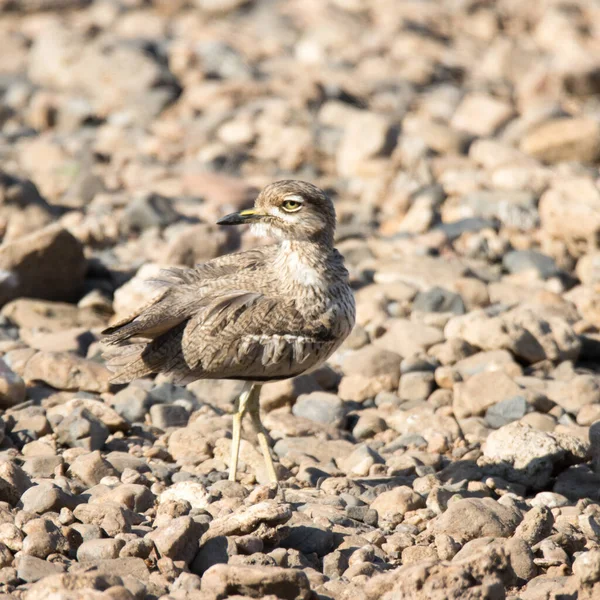 Kruger National Park Νότια Αφρική Νερό Παχύ Γόνατο Ανάμεσα Βότσαλα — Φωτογραφία Αρχείου