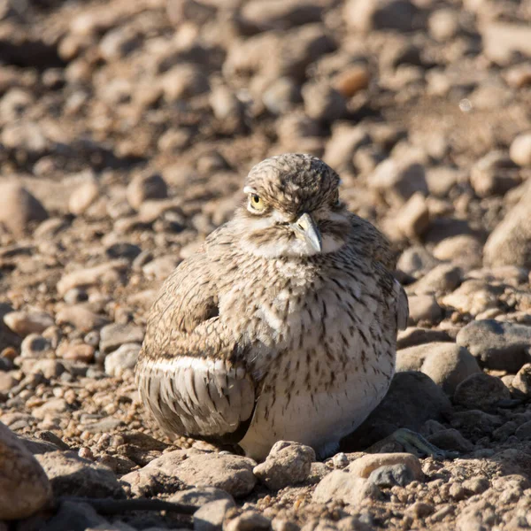 Kruger Nationalpark Südafrika Wasserdickknie Burhinus Vermiculatus — Stockfoto