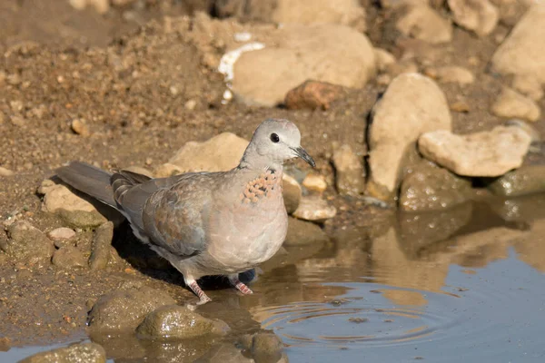National Park South Africa Birds Area Laughing Dove — стокове фото