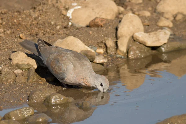 Kruger National Park Afrika Selatan Laughing Dove — Stok Foto