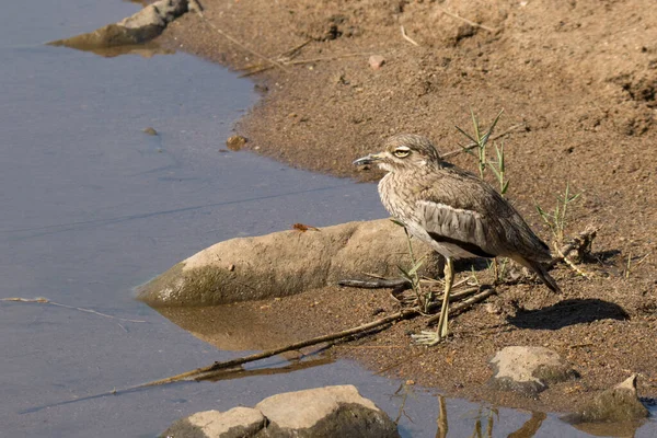 Kruger National Park South Africa Water Thick Knee Burhinus Vermiculatus — Stock Photo, Image