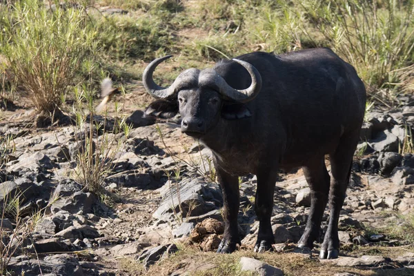 Parque Nacional Kruger Sudáfrica Buffalo — Foto de Stock