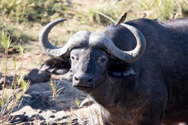 Parque Nacional Kruger Cape Buffalo — Foto de Stock