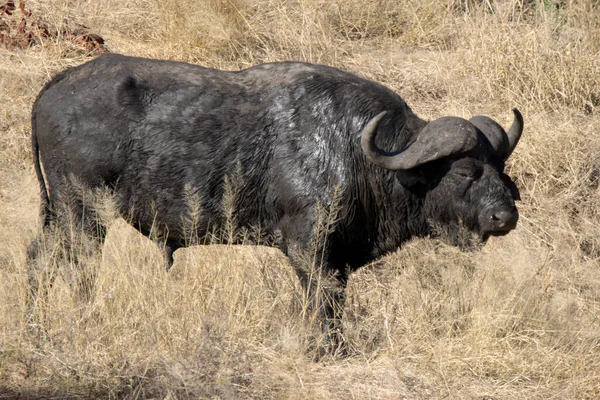 Parque Nacional Kruger Sudáfrica Buffalo — Foto de Stock
