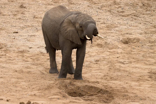 Parque Nacional Kruger Elefante — Foto de Stock