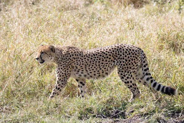 Национальный Парк Крюгер Южная Африка Cheetah Acinonyx Jubatus — стоковое фото