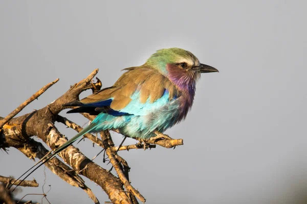 Parc National Kruger Afrique Sud Rouleau Poitrine Lilas — Photo