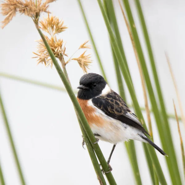 Национальный Парк Крюгер Южная Африка Птицы Районе African Stonechat Male — стоковое фото