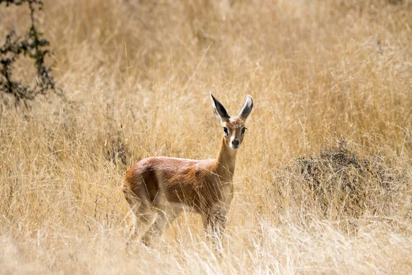 Kruger National Park África Sul Raphicerus Campestris Steenbok Grama Longa — Fotografia de Stock