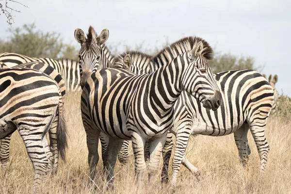 Park Narodowy Kruger Republika Południowej Afryki Równina Zebra — Zdjęcie stockowe