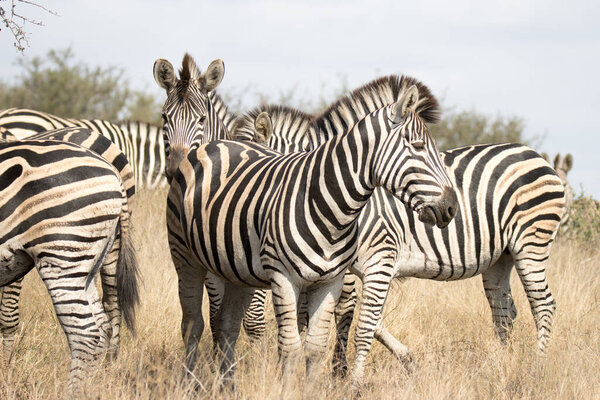 Kruger National Park, South Africa: Plains zebra
